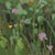 Flowers, Showers by Judd Mercer | Gouache On Paper Floral landscape with various wildflowers. For Sale - Image 4 of 5