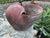 French Terracotta Conch Seashell Planter For Sale - Image 9 of 9