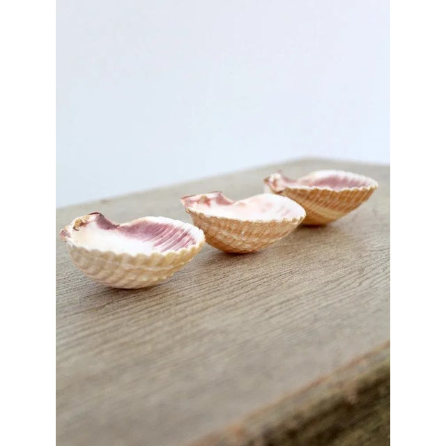 Mid 20th Century Mexican Cup Shells - Set of 3 For Sale - Image 5 of 6
