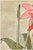 Not Yet Made - Made To Order 1915 Vintage Amaryllis Botanical Art Print by Hannah Borger Overbeck - 12" X 8" For Sale - Image 5 of 8