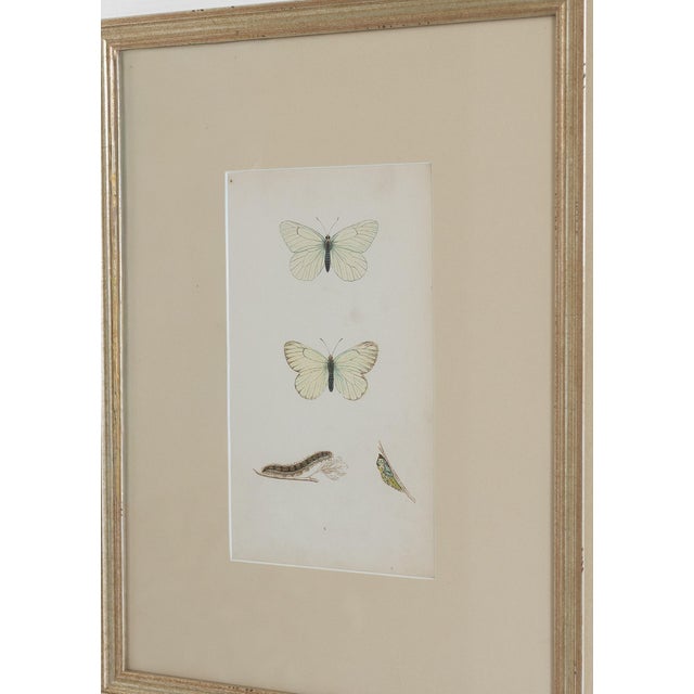 Cream 19th C. Hand Colored Butterfly Engravings From England - Set of 4 For Sale - Image 8 of 9