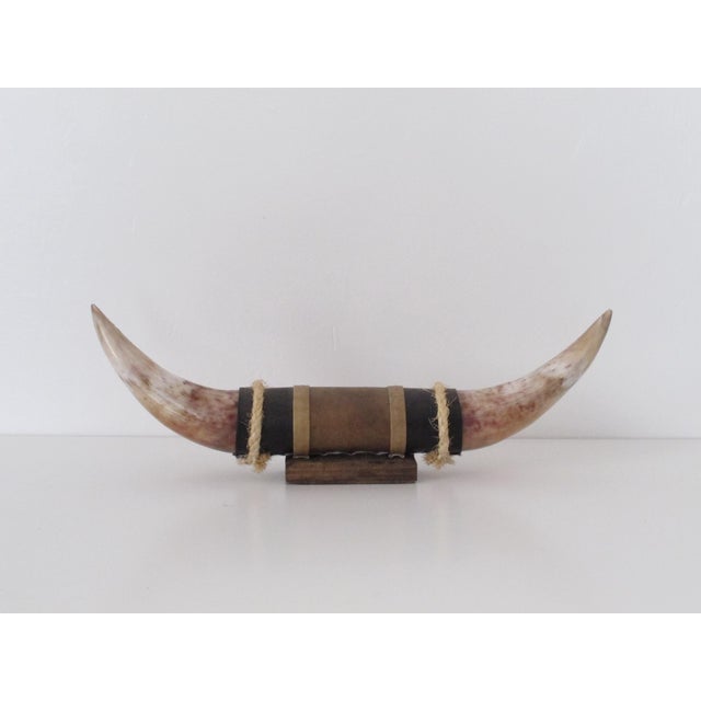 Albino Bull Horns Wall Decor | Chairish