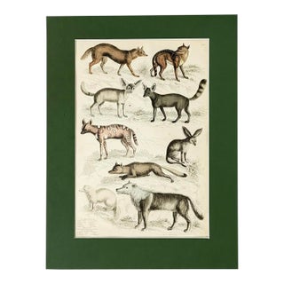 1835 Thomas Brown Hand-Colored Canid Engraving | Archivally Matted 12x16 For Sale