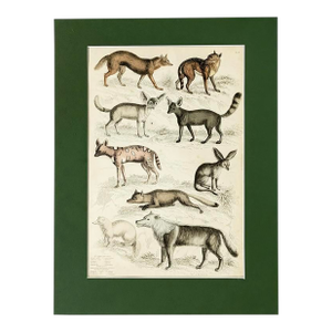 1835 Thomas Brown Hand-Colored Canid Engraving | Archivally Matted 12x16