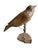 Rustic 1930s Wood Carved Austrian Bird 77 For Sale - Image 3 of 5
