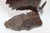 Brown Rosewood Carved Sailfish Figure For Sale - Image 8 of 13