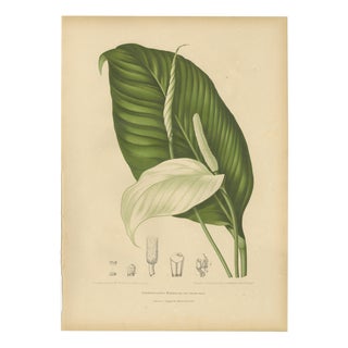 Hoola van Nooten, Peace Lily, 1880, Chromolithograph For Sale