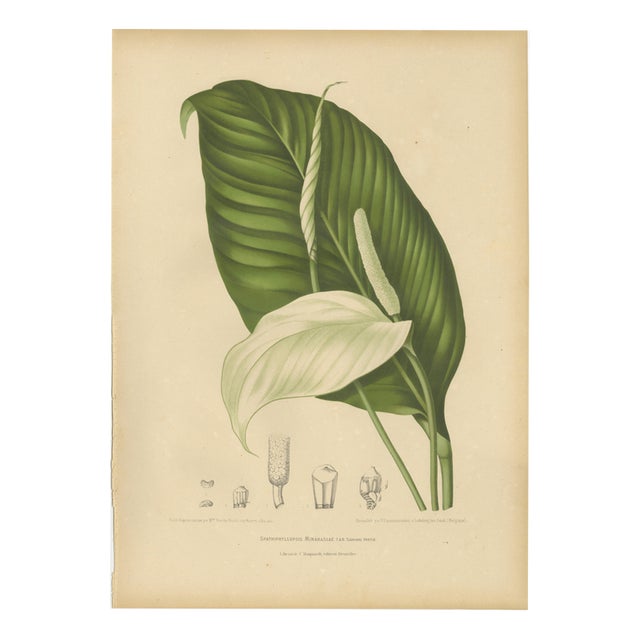Hoola van Nooten, Peace Lily, 1880, Chromolithograph For Sale