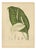 Hoola van Nooten, Peace Lily, 1880, Chromolithograph For Sale