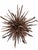 ~155 pieces of mineral-hardened driftwood collected from Rialto Beach, Olympic Peninsula, WA Display: Wall hanging or...