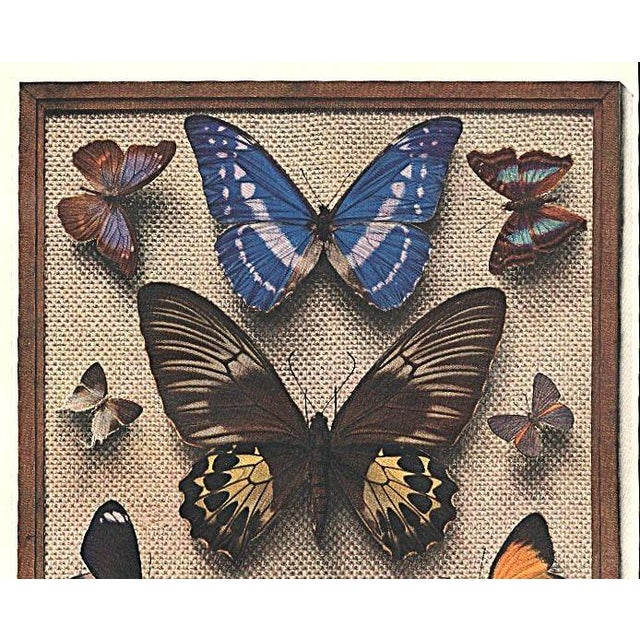 1934 Set of 2 Vintage French Butterfly Prints, Matted For Sale In New York - Image 6 of 7