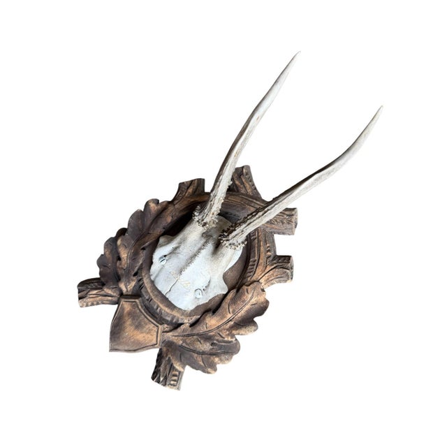 Cabin Roe Deer Trophy 150 Black Forest Antlers For Sale - Image 3 of 5