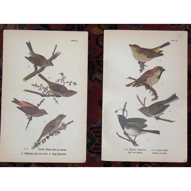 Printmaking Materials Antique 19th Century American Bird Lithographs - Set of 12 For Sale - Image 7 of 8