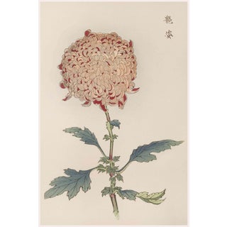 Spider Chrysanthemum by Hasegawa, Vintage Japanese Botanical Art Print, 24" X 36" For Sale