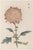 Spider Chrysanthemum by Hasegawa, Vintage Japanese Botanical Art Print, 24" X 36" For Sale