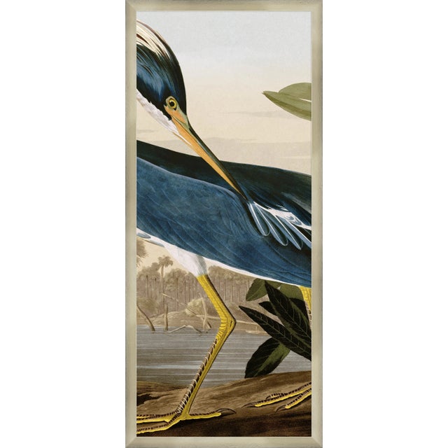Illustration Contemporary Louisiana Heron Triptych After John James Audubon, Framed - Set of 3 For Sale - Image 3 of 8