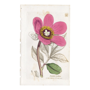 Antique Hand-Colored Botanical Print by the Sowerby Family — English Botany Series (C. 19th Century) O