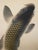 "Leaping Carp", Early Showa Era Japanese Silk Scroll Painting For Sale - Image 11 of 18