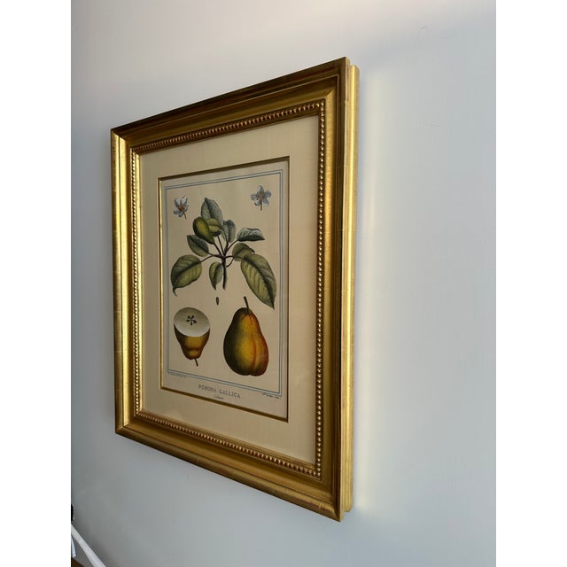 French 1768 French Botanical Print by Duhamel Du Monceau, Made From Original Hand Colored Copper Engraving. For Sale - Image 3 of 11