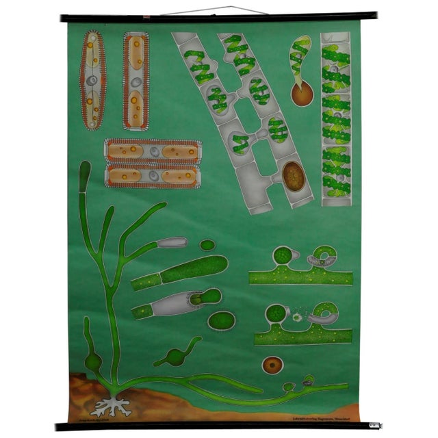 Textile Quentell Freshwater Algae Plants Maritime Decoration by Pull-Down Wall Chart For Sale - Image 7 of 7