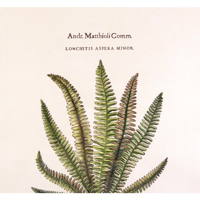 Original Vintage Custom Botanical Fern Reproduction Print with Makers Stamp For Sale - Image 11 of 18