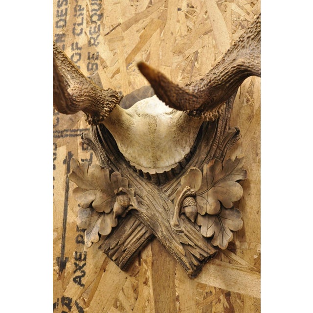 Antique Black Forest Victorian Wall Mounted Taxidermy Large Deer Skull & Antlers For Sale - Image 9 of 17