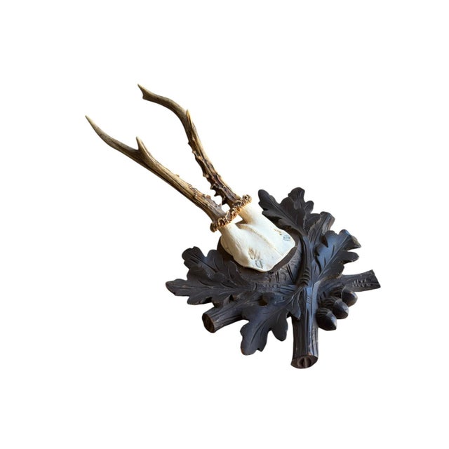 Roe deer trophy mounted on a wood plaque with oak leaves and acorns.