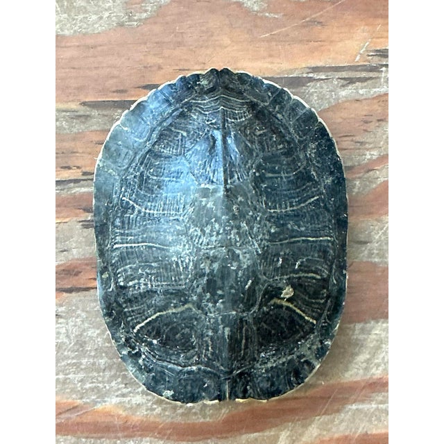 Vintage Boho Turtle Shell For Sale In West Palm - Image 6 of 12