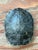 Vintage Boho Turtle Shell For Sale In West Palm - Image 6 of 12
