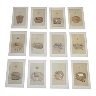 Authentic Antique 19th Century Hand Colored Nest & Egg Lithographs - Set of 12 For Sale