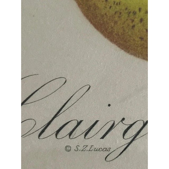 Zoltan Lucas, Fruits, 1910s, Lithographs, Set of 2 For Sale - Image 6 of 12