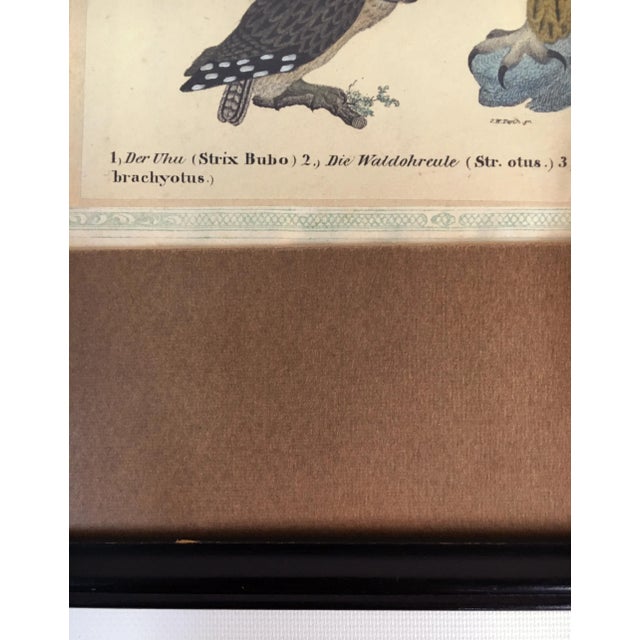 Mid 19th Century German Owls Print in Frame For Sale - Image 5 of 7