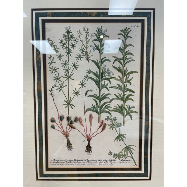 Illustration Set of Four 18th Century Hand-Colored Botanical Engravings by Johann Weinmann For Sale - Image 3 of 5