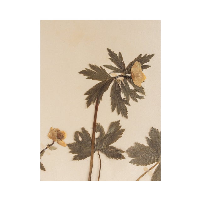 Rustic European Vintage Swedish Herbarium - Globeflower, Circa 1947 For Sale - Image 3 of 5