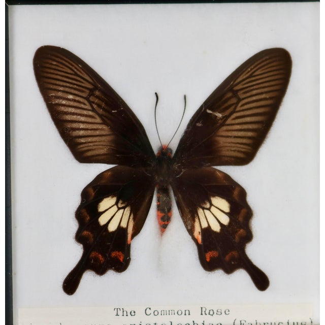 Framed Butterfly Specimens-Set of 3 For Sale - Image 10 of 13