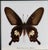 Framed Butterfly Specimens-Set of 3 For Sale - Image 10 of 13
