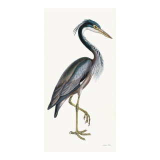 Purple Heron Styled After Olof Rudbeck - Plate 36 (Cfa-Wd) For Sale