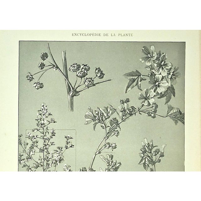 1902 Set of 2- French Antique Botanicals- Mallow,Snapdragon, Documentation For Sale In New York - Image 6 of 11