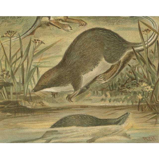 After Wilhelm Kuhnert, Antique Web-Footed Shrews Mammal Print, 1894 For Sale - Image 6 of 9