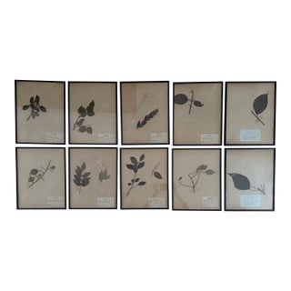 1950s Herbarium Botanical Framed Specimens, Set of 10 For Sale