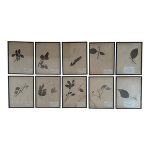 1950s Herbarium Botanical Framed Specimens, Set of 10