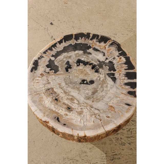 Wood Petrified Wood Coffee Table With Round Top and Beige and Black Colors For Sale - Image 7 of 10