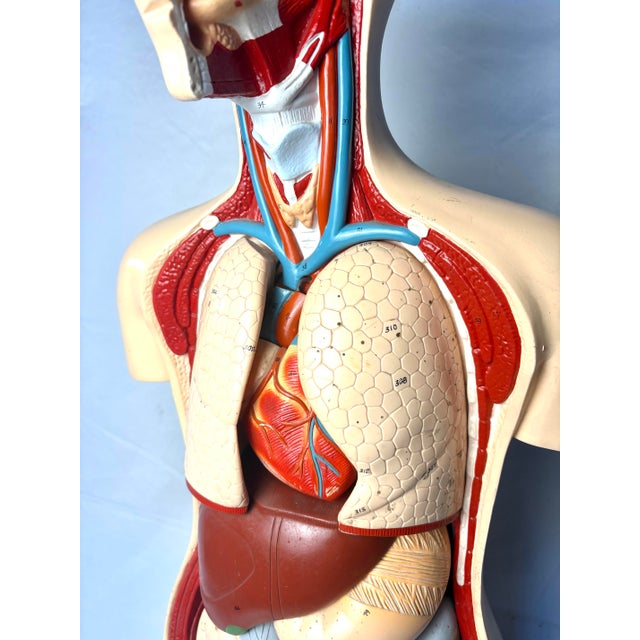 Figurative Denoyer Geppert Human Body Torso Anatomical Model 36 For Sale - Image 3 of 12