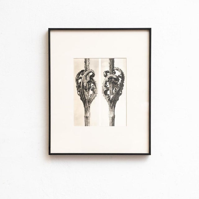 1940s Karl Blossfeldt, Natural Grace, 1942, Photogravure, Framed For Sale - Image 5 of 10
