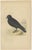Charles Robert Bree and Benjamin Fawcett, Two Owls, a Black Jackdaw and Their Eggs, Paper, Set of 4 For Sale - Image 5 of 7