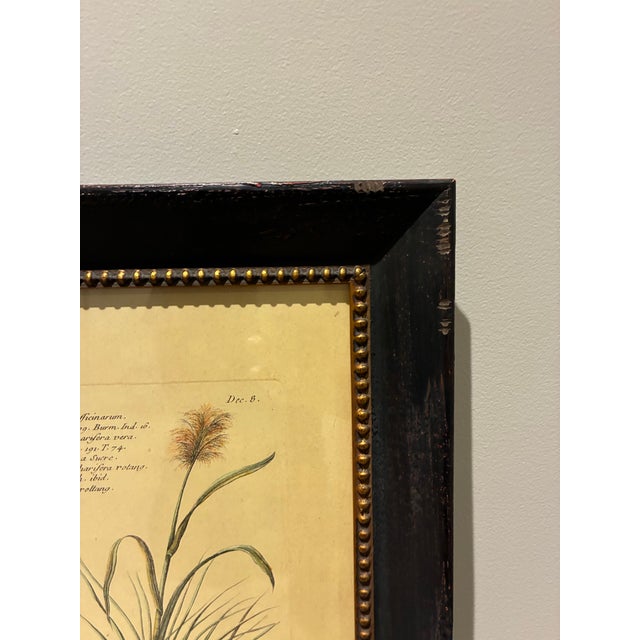 Vintage French Sugarcane Botanical Print in Distressed Black & Gold Frame For Sale - Image 4 of 5