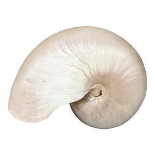 Large Natural Polished Nautilus Shell Specimen – Coastal / Organic Modern For Sale