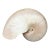 Large Natural Polished Nautilus Shell Specimen – Coastal / Organic Modern For Sale