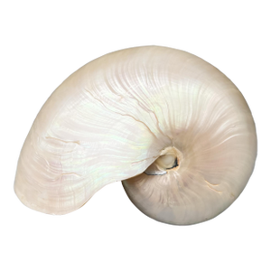 Large Natural Polished Nautilus Shell Specimen – Coastal / Organic Modern