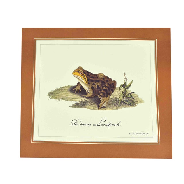 Illustration Mid 20th Century German Naturalist Illustration j.c. Susemihl Frogs and Pintail Duck Prints - Set of 3 For Sale - Image 3 of 11